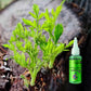 🌱 Umweltschutz ist der Trend, Grün ist die Einstellung! ⏰Fast-wirkende Nährlösung für Pflanzen