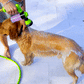 🔥 Hot Sale🔥Make Your Dog Baths Easier! Gentle, But Deeper Clean. Faster & More Effective